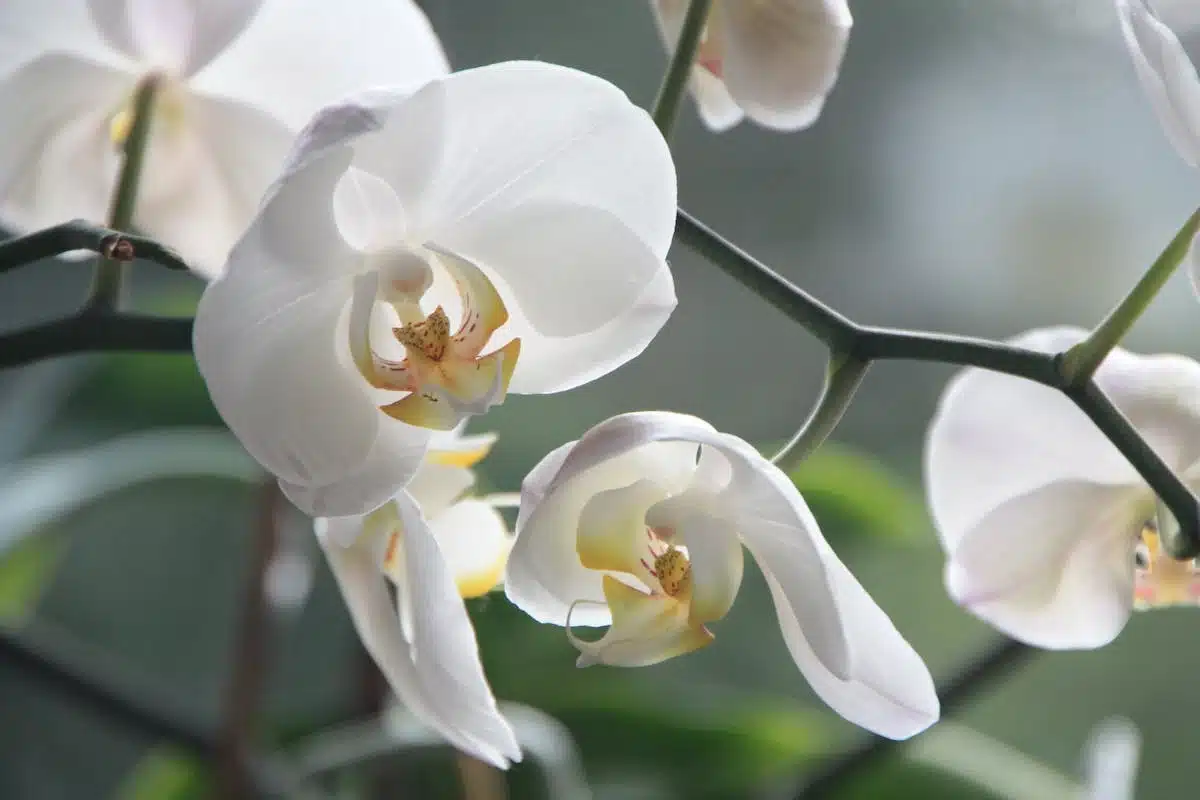 Comment tailler une orchidée après sa floraison : astuces et conseils !