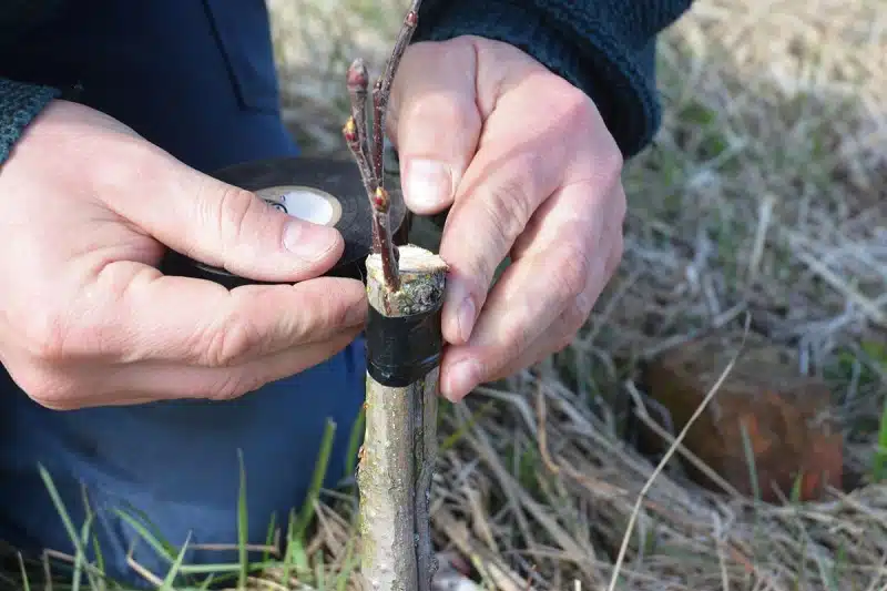 Greffer : quand et comment faire une greffe de plante ?