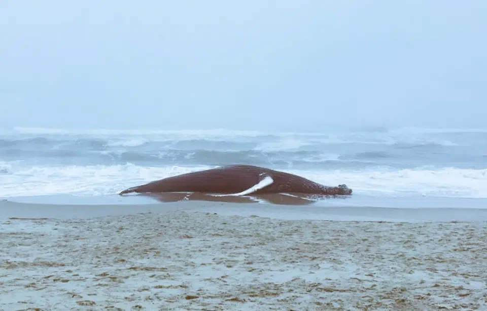 Une énorme baleine à bosse s’échoue en Californie