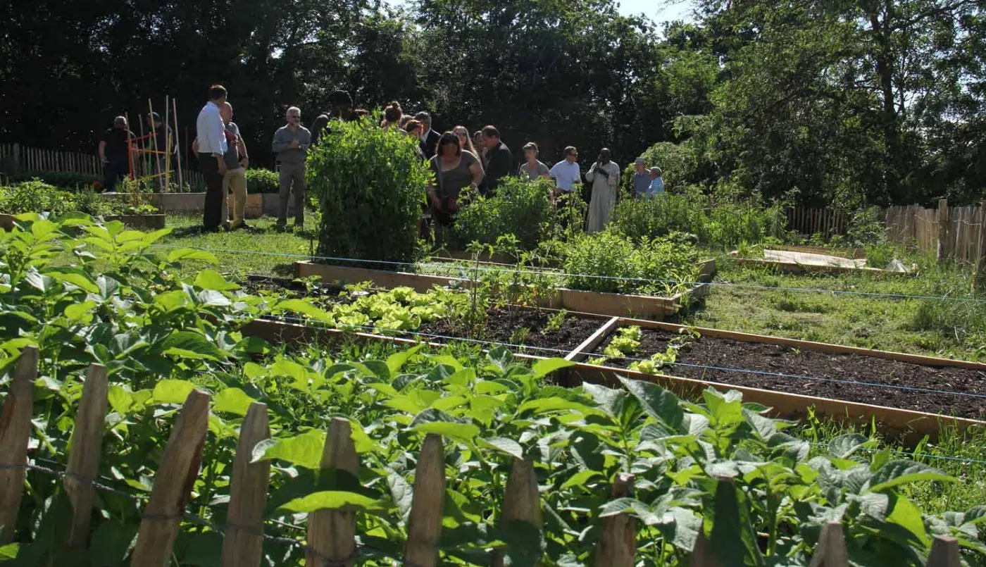 POTAGER : Pourquoi le paillage vous fera gagner du temps et de l’argent