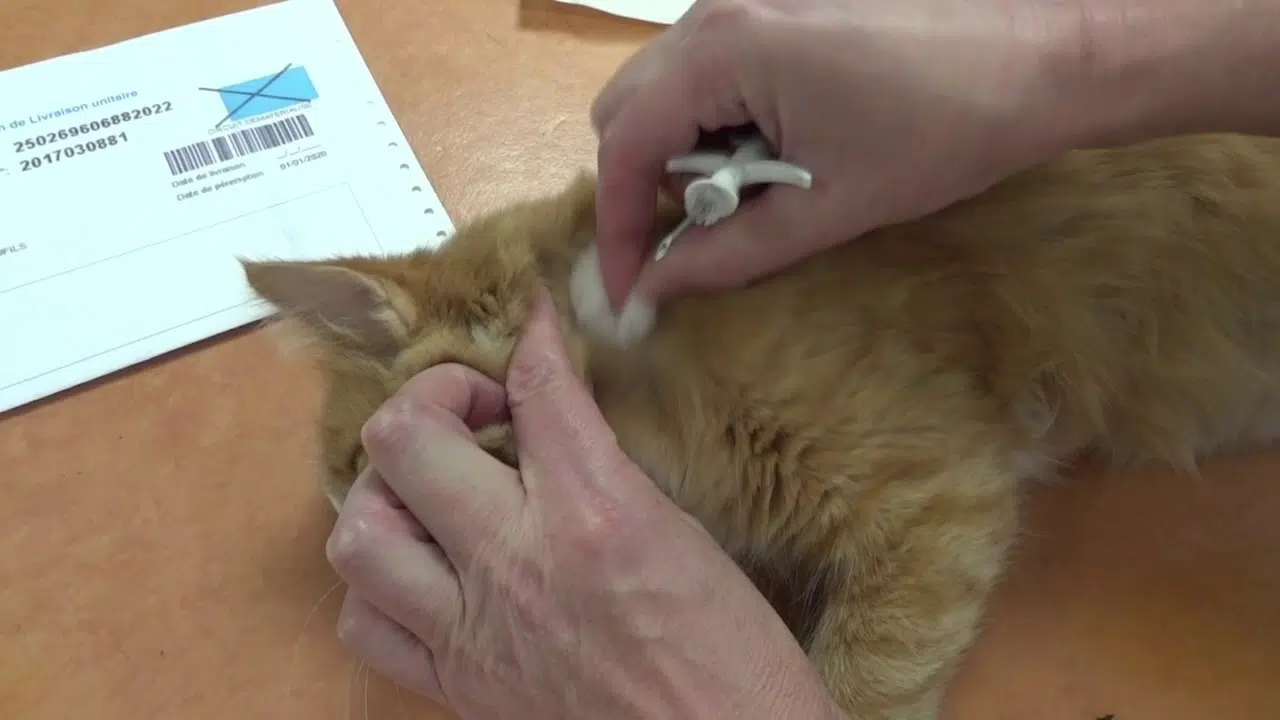 Quel est le prix d’un implant puce GPS pour chat ?