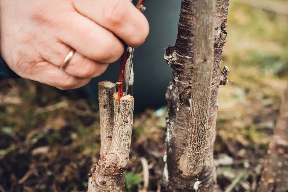 quand et comment faire une greffe de plante