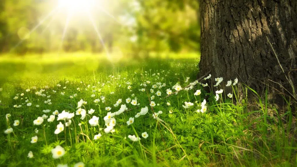 Quelles fleurs utiliser pour créer un bouquet de mariée ?